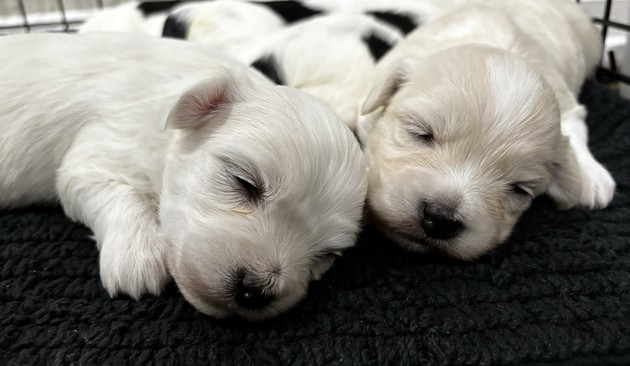 Available Coton De Tulear Puppies