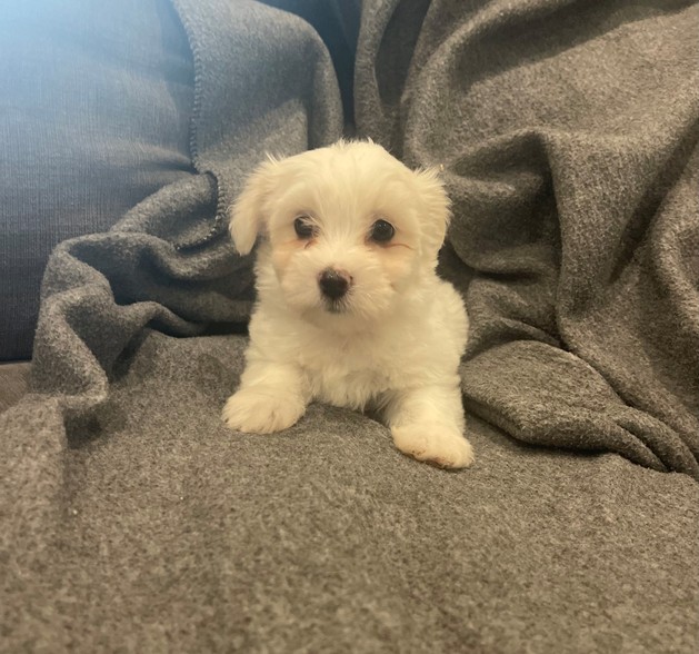 Available Coton De Tulear Puppies