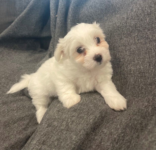 Available Coton De Tulear Puppies