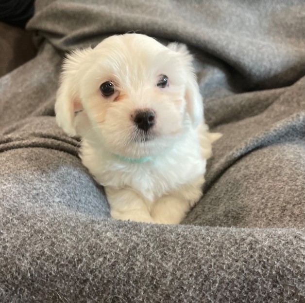 Available Coton De Tulear Puppies