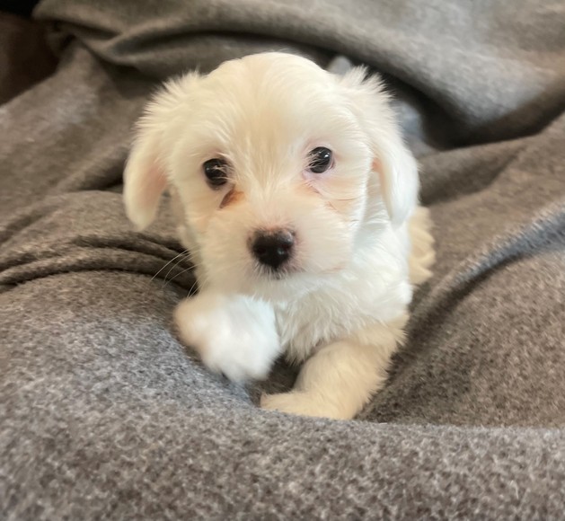 Available Coton De Tulear Puppies