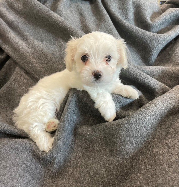 Available Coton De Tulear Puppies