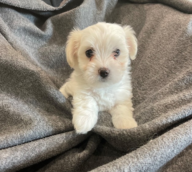 Available Coton De Tulear Puppies